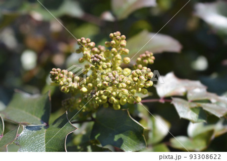 Oregon grape Oregon grape 93308622