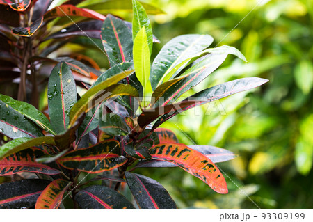 埼玉県さいたま市園芸植物園 クロトンノキ 埼玉県さいたま市園芸植物園 クロトンノキ 93309199