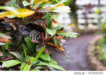 埼玉県さいたま市園芸植物園　クロトンノキ 93309201