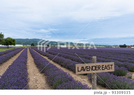 ファーム富田ラベンダーイーストのラベンダー畑 93309335