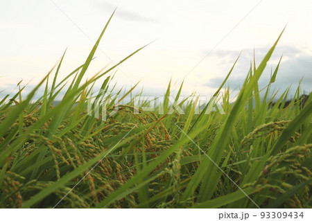 稲　夕焼け 93309434