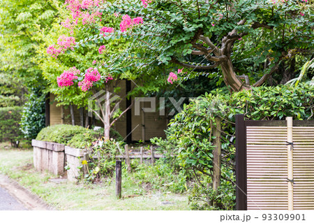 埼玉県さいたま市園芸植物園　サルスベリの花 93309901