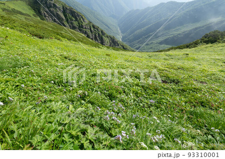 日高山脈カムイエクウチカウシ山八ノ沢カールのお花畑 日高山脈カムイエクウチカウシ山八ノ沢カールのお花畑 93310001
