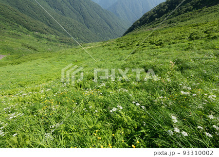 日高山脈カムイエクウチカウシ山八ノ沢カールのお花畑 日高山脈カムイエクウチカウシ山八ノ沢カールのお花畑 93310002