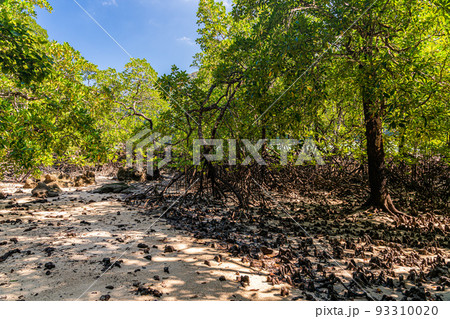 Mangrove forest in Mai Ngam beach in Surin island national park, Phang Nga, Thailand Mangrove forest in Mai Ngam beach in Surin island national park, Phang Nga, Thailand 93310020