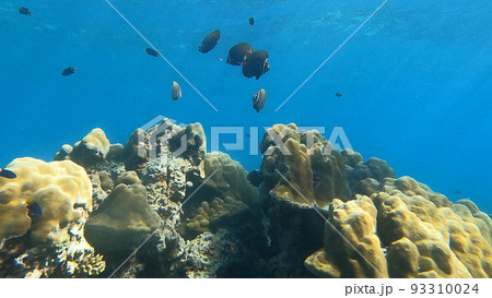 Colorful Coral reefs with schools of redtail butterflyfish in Surin islands national park, Phang Nga, Thailand. Colorful Coral reefs with schools of redtail butterflyfish in Surin islands national park, Phang Nga, Thailand. 93310024