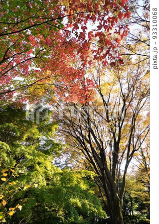 紅葉する木々 紅葉する木々 93310068