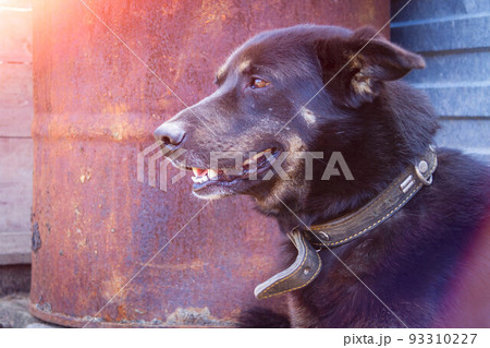 The black dog guards the house. The dog guards the owner's property. The black dog guards the house. The dog guards the owner's property. 93310227