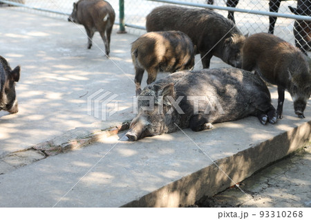 猪 イノシシ いのしし 93310268