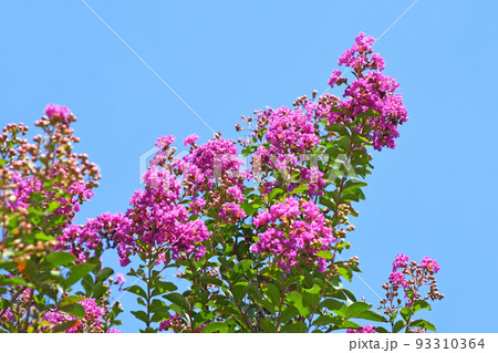 サルスベリの花 サルスベリの花 93310364
