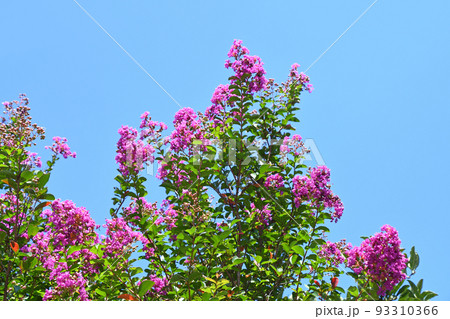 サルスベリの花 93310366