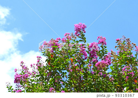 サルスベリの花 93310367