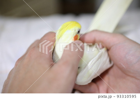ペット お気に入り 愛玩動物 93310595