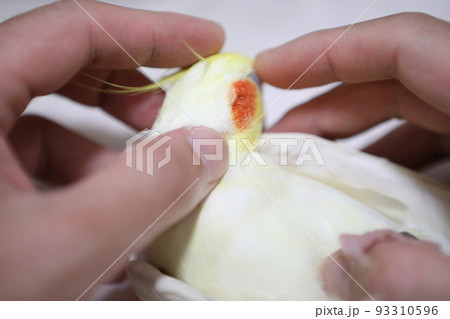 ペット お気に入り 愛玩動物 93310596