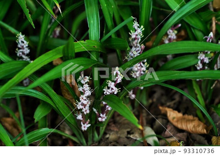 キチジョウソウの花 93310736