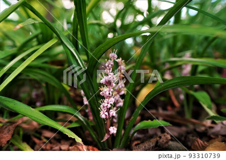 キチジョウソウの花 キチジョウソウの花 93310739