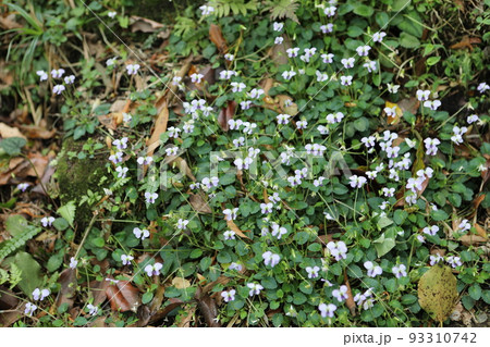 野生の花 野草 野花 93310742