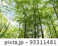 新緑のブナ林　鳥取県　八東ふるさとの森 93311481