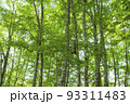 新緑のブナ林　鳥取県　八東ふるさとの森 93311483