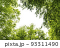 新緑のブナ林の背景　フレーム 93311490