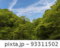 新緑の森とひこうき雲の空 93311502