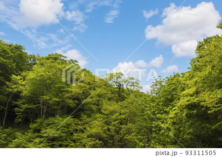 新緑の森とわた雲の空 93311505