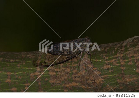 ツクツクボウシ ツクツクボウシ 93311528