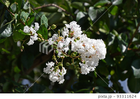 シロバナサルスベリ(白花百日紅) シロバナサルスベリ(白花百日紅) 93311624