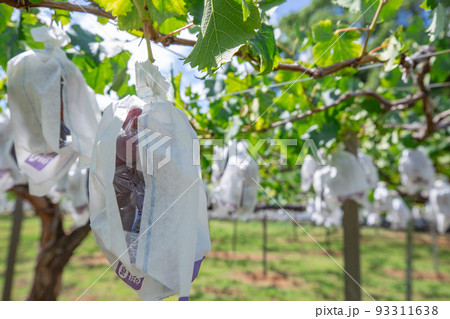 収穫期のぶどう畑3 93311638