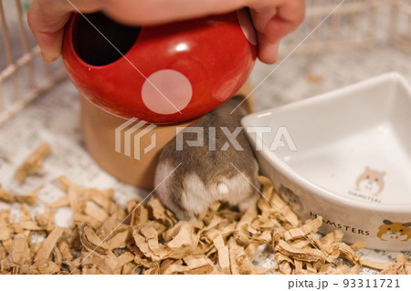 ハムスターのおしりと尻尾 ハムスターのおしりと尻尾 93311721