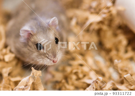 こちらを向いているハムスター こちらを向いているハムスター 93311722
