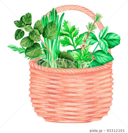 A wicker basket with herbs. Watercolor vintage illustration. Isolated on a white background. 93312101