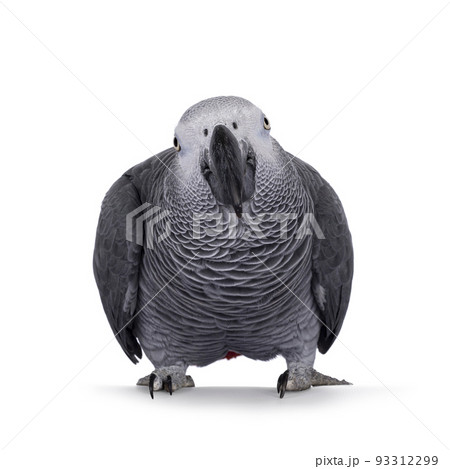 Grey Parrot on white background 93312299