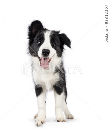 Border Collie pup on white background Border Collie pup on white background 93312307