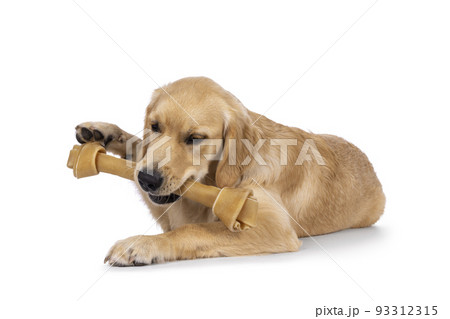 Golden Retriever on white background Golden Retriever on white background 93312315