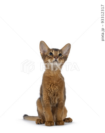 Somali cat kitten on white background Somali cat kitten on white background 93312317