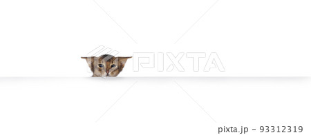 Somali cat kitten on white background Somali cat kitten on white background 93312319