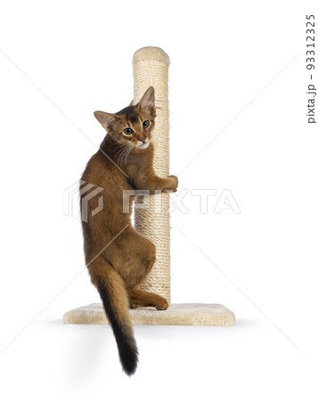 Somali cat kitten on white background Somali cat kitten on white background 93312325