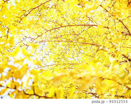 銀杏の黄色い葉 銀杏の黄色い葉 93312553