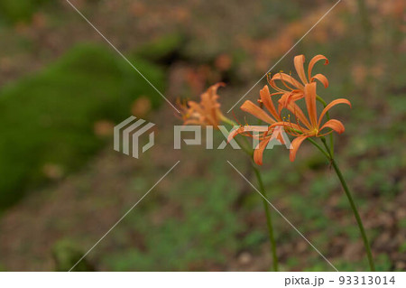 オオキツネノカミソリ 93313014