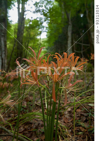 オオキツネノカミソリ 93313034