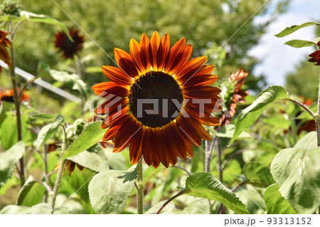 8月の真っ赤なひまわり　山梨 93313152
