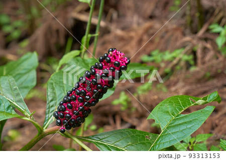 ヨウシャヤマゴボウ 93313153