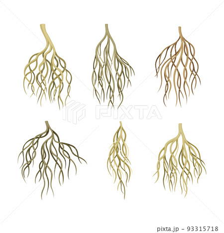 Branching Root as Tree Part Below the Surface of Soil Vector Set 93315718