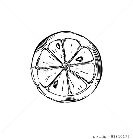 Sliced piece of lemon sketch in classic engraving style isolated on white 93316172