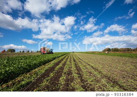 北海道のビート(甜菜)の収穫 93316384