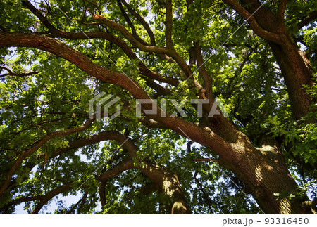 looking up into the crown of an old oak tree looking up into the crown of an old oak tree 93316450