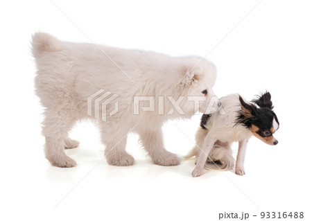 Portrait of a Smaoyed puppy and chihuahua Portrait of a Smaoyed puppy and chihuahua 93316488