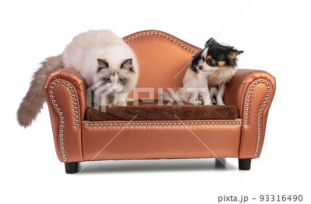 Young ragdoll cat six months old on a sofa with chihuahua 93316490