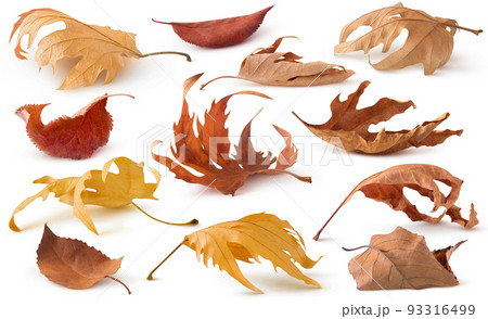 Brown autumn dry tree leaves lying on the ground isolated on white background 93316499